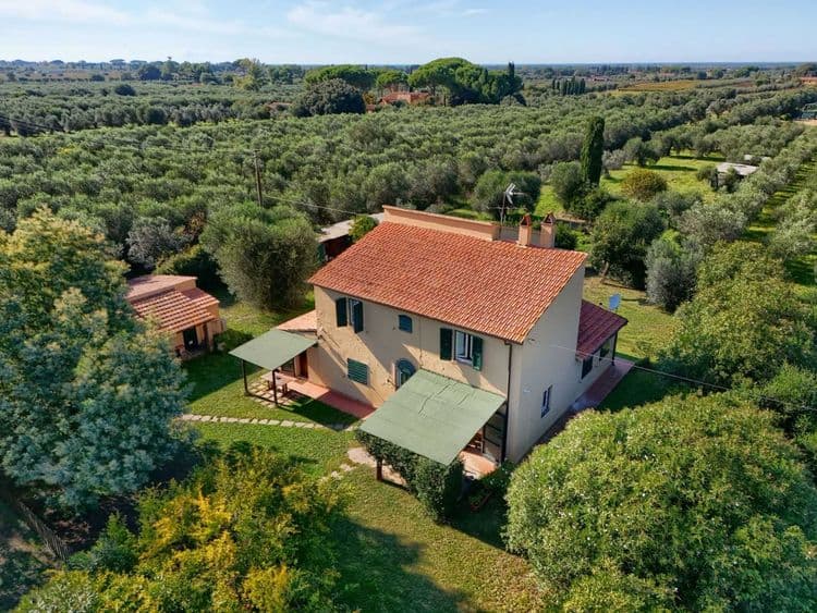 Olivengård ved Bolgheri og Castagneto Carducci